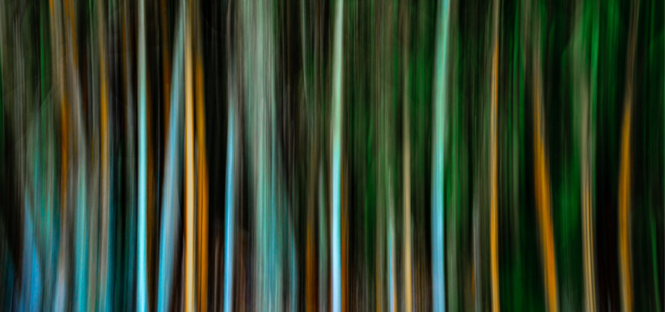 "Vertical lines' captures bamboo in Rampolla's front yard with a slow shutter speed, an analog print printed on Dibond, an aluminum substrate. The photo is part of Rampolla's "Sanctuary" series.