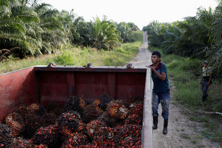 FILE PHOTO: A worker checks a container with palm oil fruits collected at a plantation in Chisec, Guatemala December 19, 2018. REUTERS/Luis Echeverria/File Photo