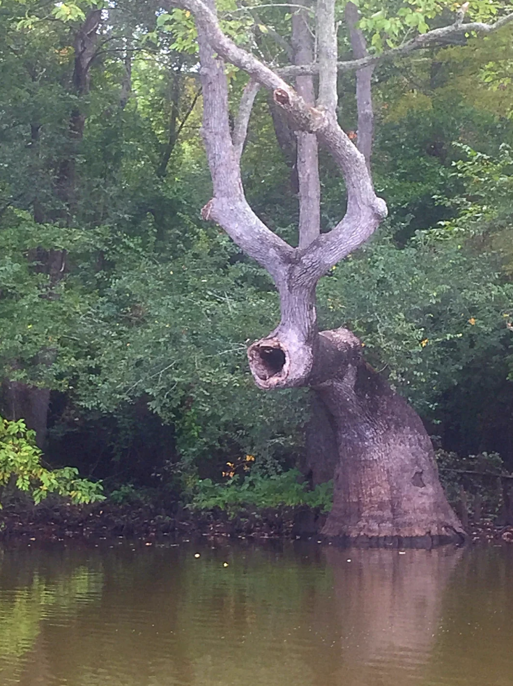 A sinister-looking tree