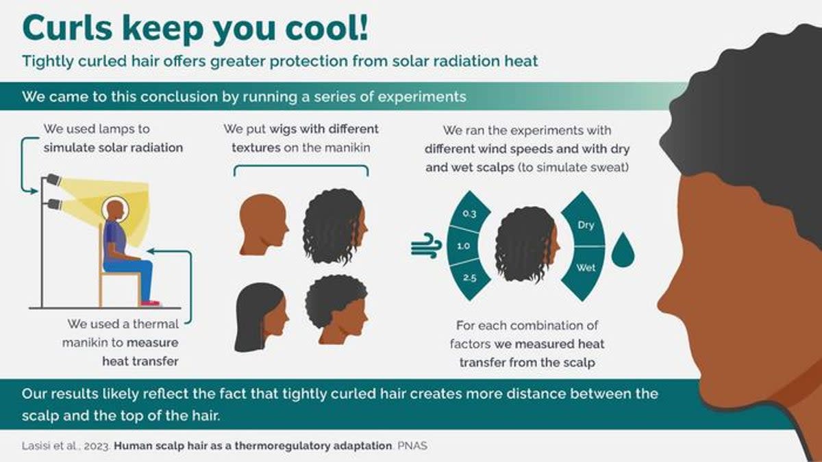 Graphic showing how scientists used a thermal manikin and human hair wigs to measure heat transfer from the scalp. (Melisa Morales Garcia)