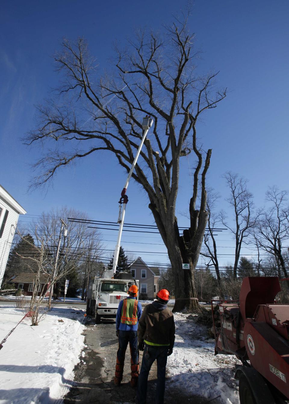 FILE - In this Jan. 14, 2010 file photo, an arborist in a cherry picker cuts limbs from a massive elm tree, nicknamed Herbie, in Yarmouth, Maine. The tree, estimated to be 217 years old, was cut down Jan. 19, 2010 after suffering numerous bouts of Dutch elm disease. "Herbie" may be gone, but he'll live on in cloned trees that are now being made available to the public. (AP Photo/Robert F. Bukaty, File)