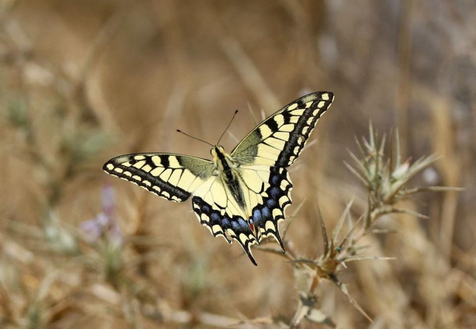 The Delaware state butterfly is the tiger stallowtail butterfly.