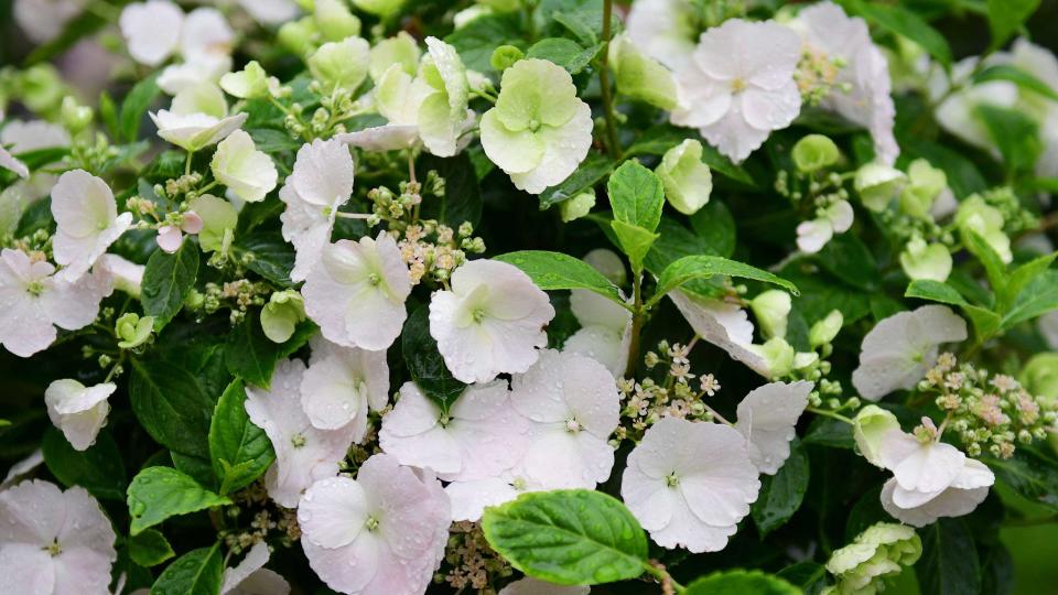 Best garden shrubs: 10 stunning varieties to plant in your yard