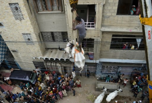 A bull is lowered by crane from the roof of a building in preparation for the annual Muslim festival of Eid al-Adha in Karachi