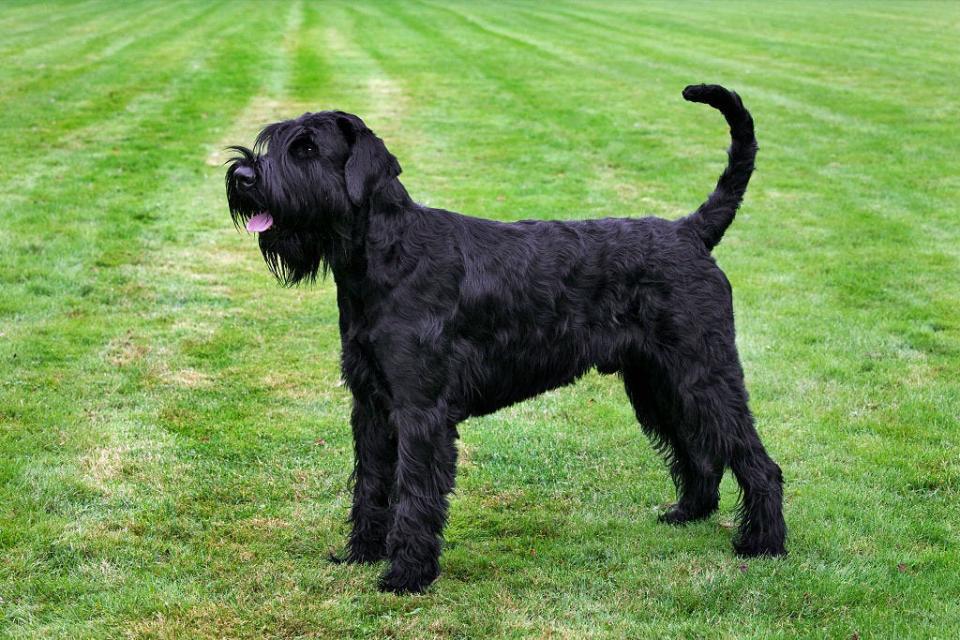 Giant Schnauzer