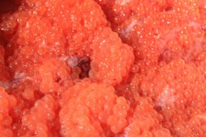 THIS Is Where That Red Caviar on Sushi Comes From (VIDEO)