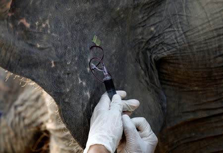 A vet takes a blood sample from Suzy, a female elephant, at the Wildlife SOS Elephant Conservation and Care Center run by a non-governmental organisation in the northern town of Mathura, India, November 17, 2018. REUTERS/Anushree Fadnavis