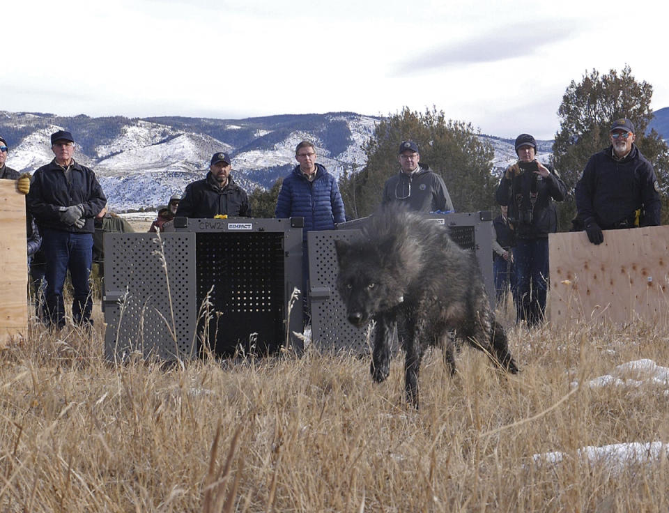 In this photo provided by Colorado Parks and Wildlife, wildlife officials release five gray wolves onto public land in Grand County, Colo., Monday, Dec. 18, 2023. The wolves were released to kick off a voter-approved reintroduction program that was embraced in the state's mostly Democratic urban corridor but staunchly opposed in conservative rural areas where ranchers worry about attacks on livestock. (Colorado Natural Resources via AP)