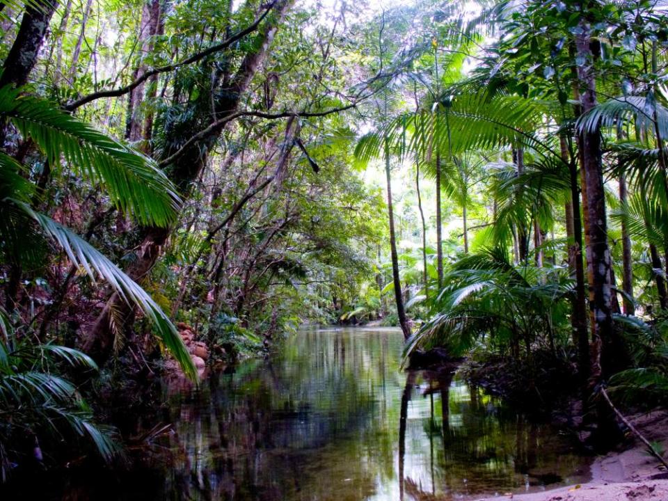 River in the Daintree rainforest, Queensland, Australia.