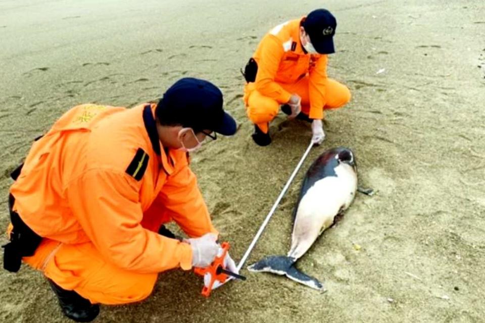 海巡署第九岸巡隊一週內已發現三隻露脊鼠海豚死亡。（記者陳金龍翻攝）