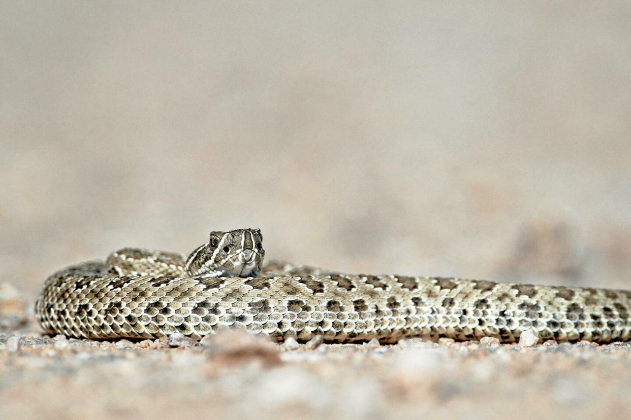La majorité des espèces de serpents venimeux va voir son aire de répartition se contracter. En cause, la disparition des écosystèmes tropicaux et subtropicaux. (Photo d'illustration)  - Credit:ANDBZ / ANDBZ/ABACA