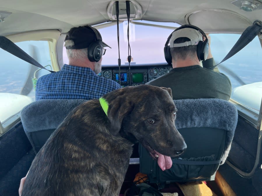 <em>Courtesy: Dog Rescue Flights</em>