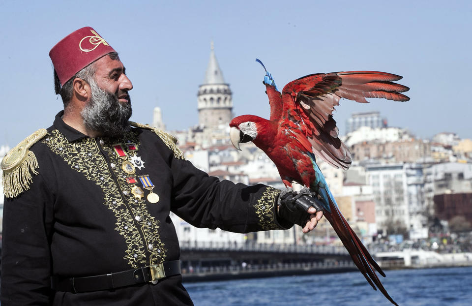 Life with a parrot in Istanbul