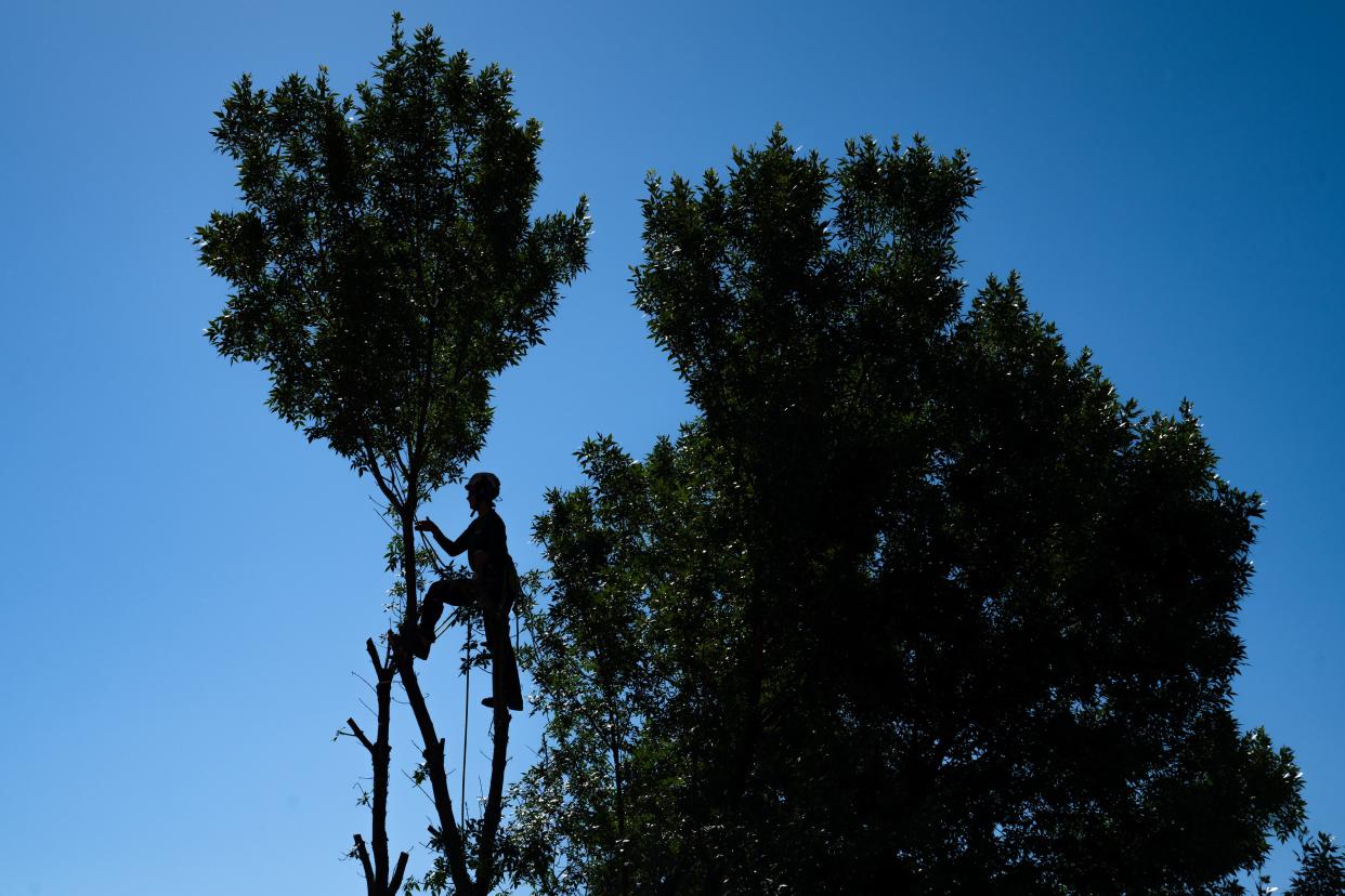 Davey Tree Service's Abby Alm works to fell an ash tree at Rocky Mountain High in Fort Collins on Tuesday. Ash trees are being removed in large numbers from public spaces around town, including PSD properties, in an effort to slow the spread of the emerald ash borer.
