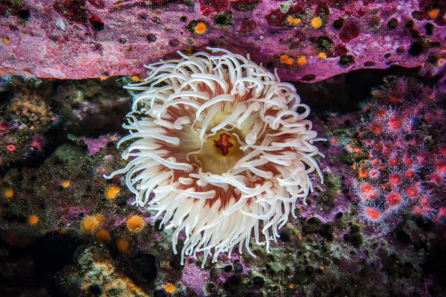 <p> Yiming Chen / Getty Images</p> Some sea anemone rarely detach once they've anchored to rocks or reefs.