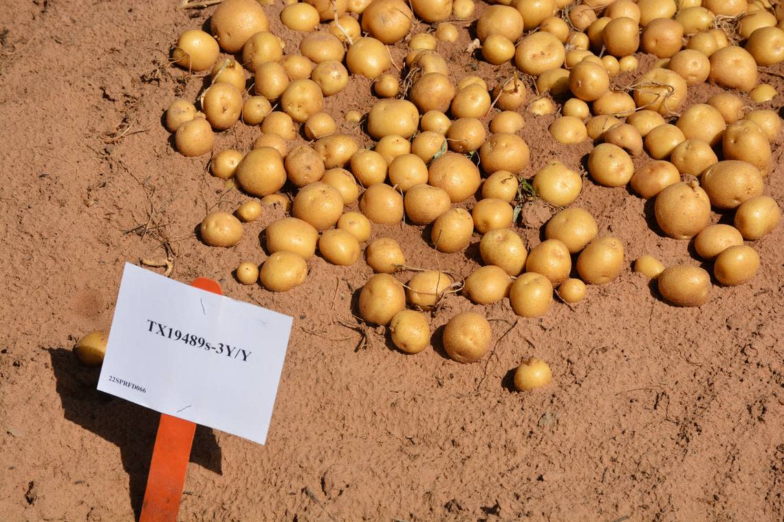 The Texas A&M Potato Breeding Program is part of a three-state Southwestern Regional Potato Cultivar Development Project.