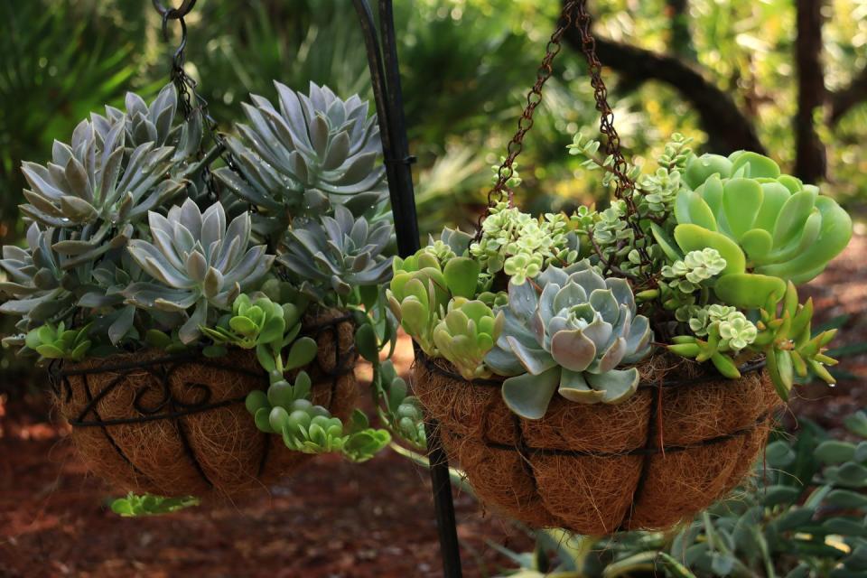 container gardening ideas