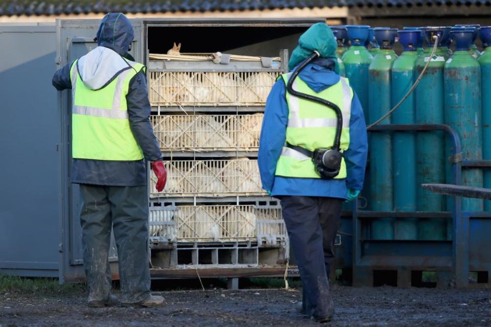 A cull at a Yorkshire duck farm in 2014