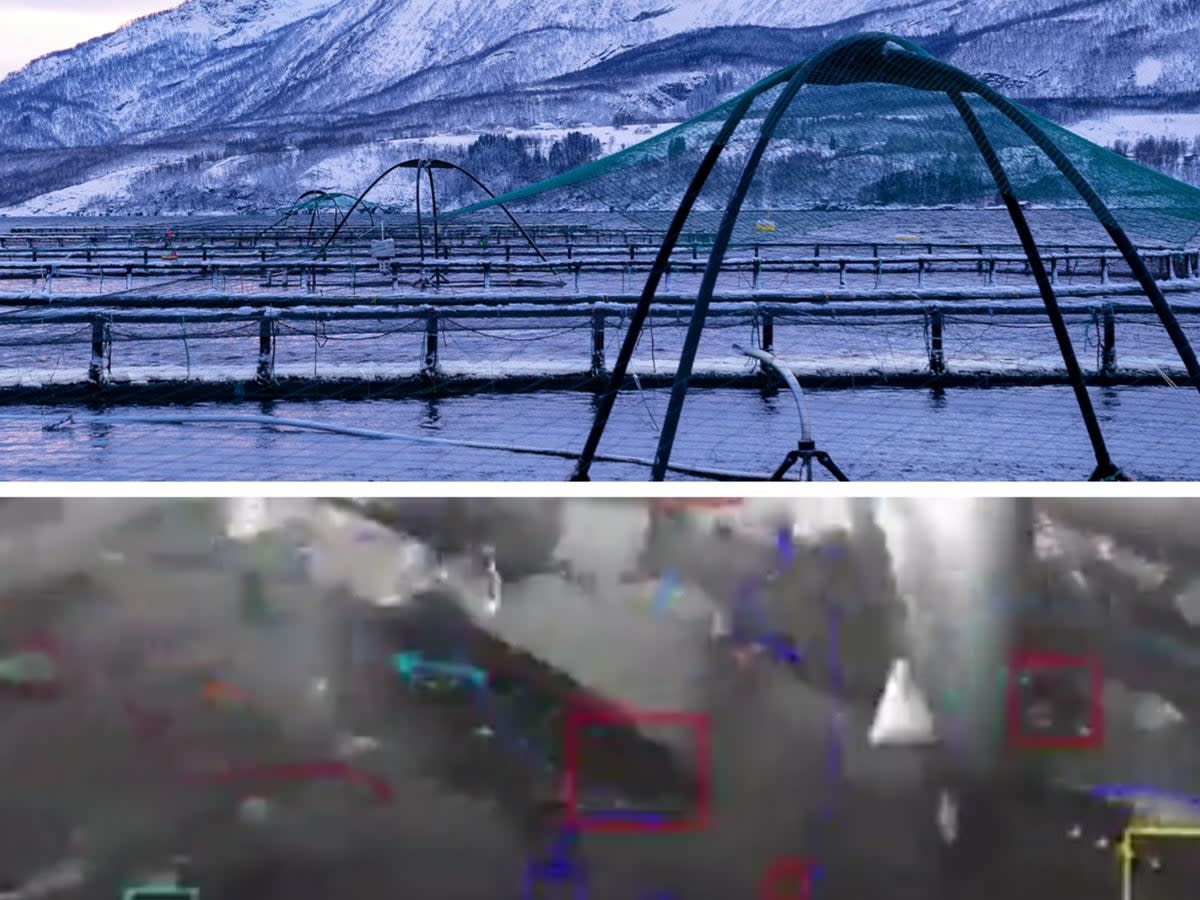 Top: Aquaculture pens in Norway. Below: Tidal’s underwater camera system and machine perception tools at work capturing fish behaviors (Tidal)