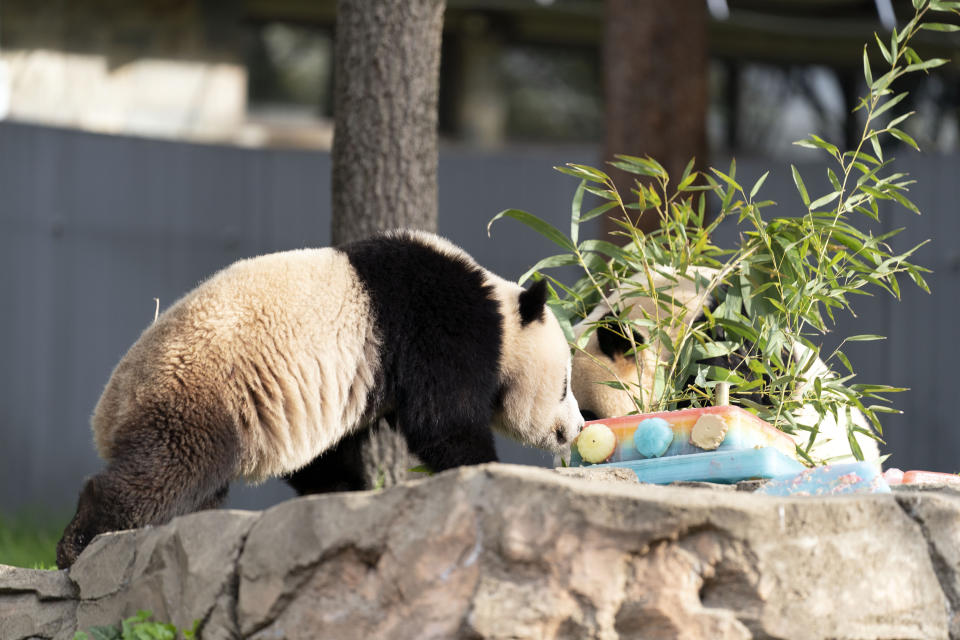 Giant panda Xiao Qi Ji eats a fruitsicle cake in celebration of the Smithsonian's National Zoo and Conservation Biology Institute, 50 years of achievement in the care, conservation, breeding and study of giant pandas at the Smithsonian's National Zoo in Washington, Saturday, April 16, 2022. (AP Photo/Jose Luis Magana)