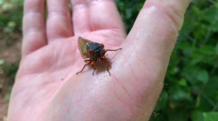 Murfreesboro cicada