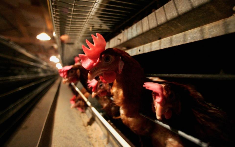 chickens - Jamie McDonald/Getty Images