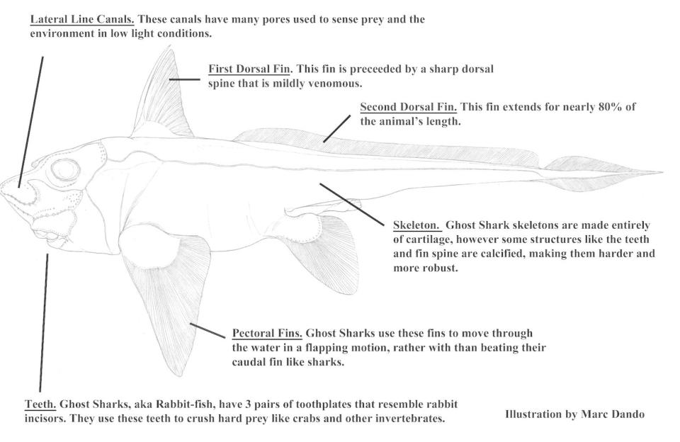 An illustration of the newfound fish shows the creature's pectoral fins, which it uses to propel itself forward. <cite>Marc Dando</cite>