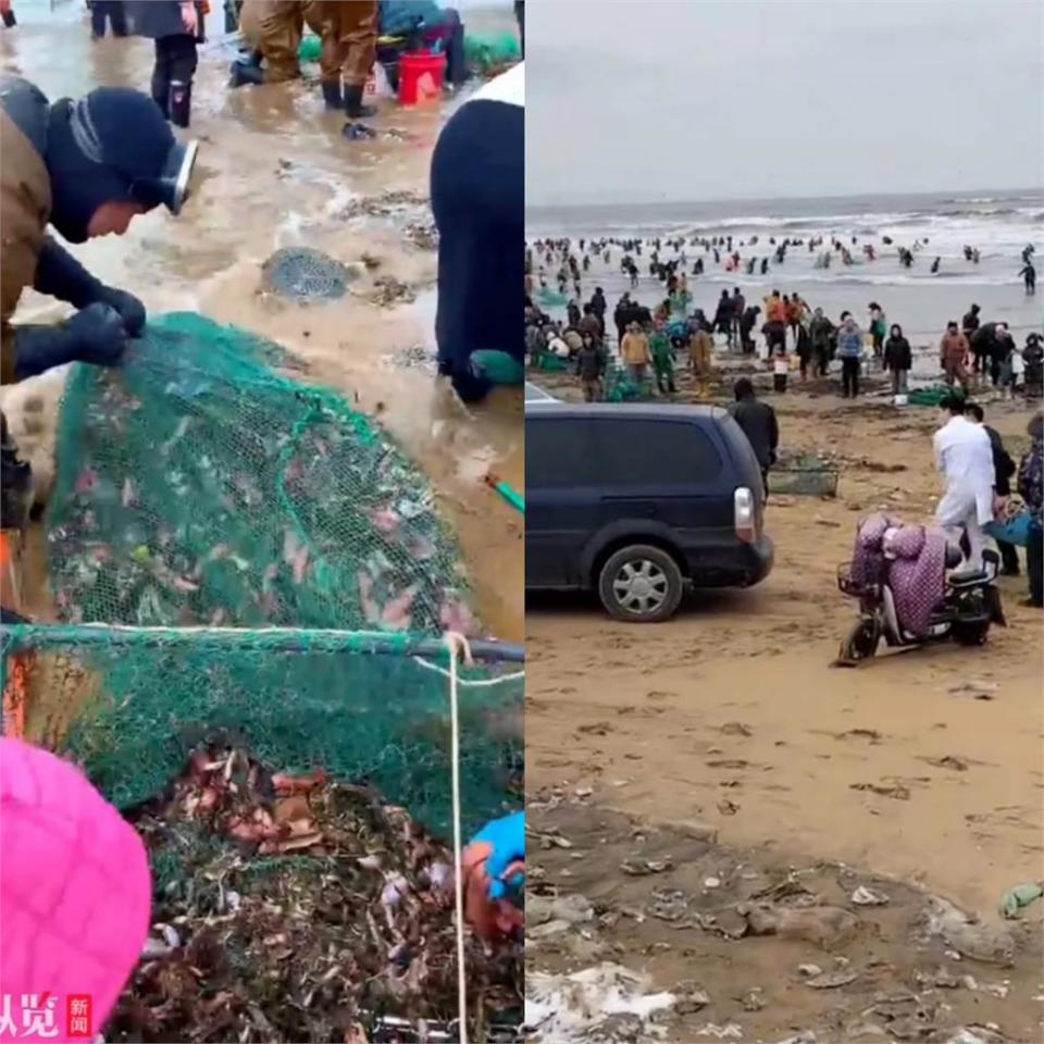 中國海邊驚見大量「陰莖魚」！數百居民瘋狂搶撈「多人落水溺斃身亡」