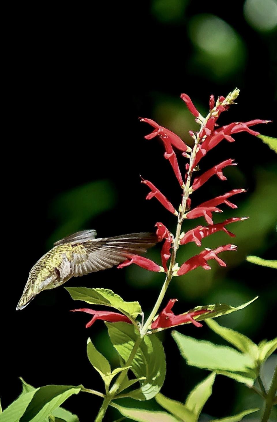 October is Rockin Golden Delicious season as the scarlet blooms form on this fragrant pineapple sage feeding hummingbirds and butterflies.