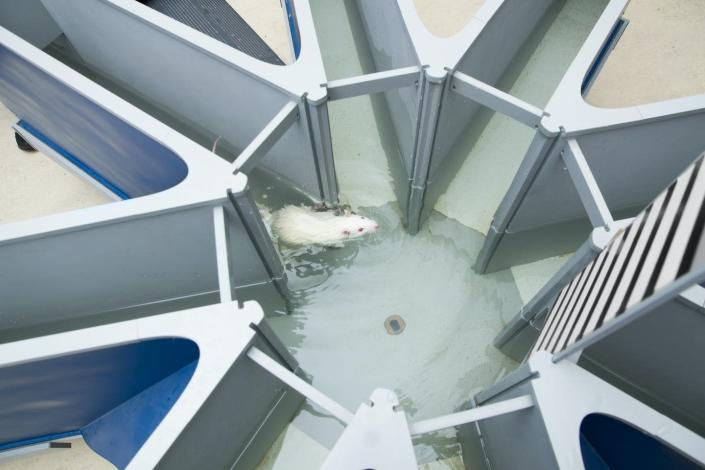 Rats serve as a useful laboratory model for understanding the effects of swimming on memory formation and brain health. <a href="https://www.gettyimages.com/detail/photo/laboratory-white-rat-in-the-water-radial-maze-royalty-free-image/502297101?adppopup=true" rel="nofollow noopener" target="_blank" data-ylk="slk:irin717/iStock via Getty Images Plus" class="link ">irin717/iStock via Getty Images Plus</a>