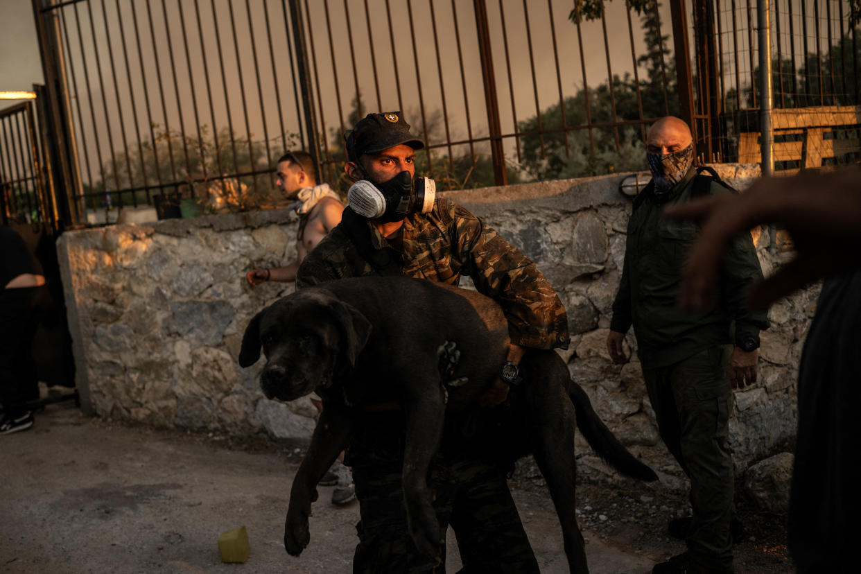 A volunteer rescues a dog from a wildfire near Penteli, Greece, on Monday.