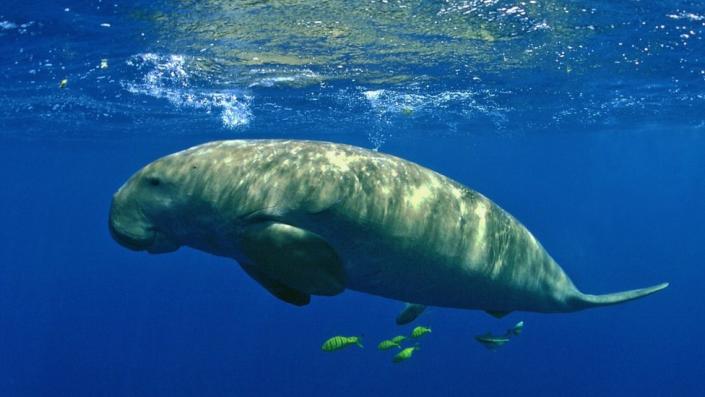 Dugong swims just below the surface of the water and blows bubbles