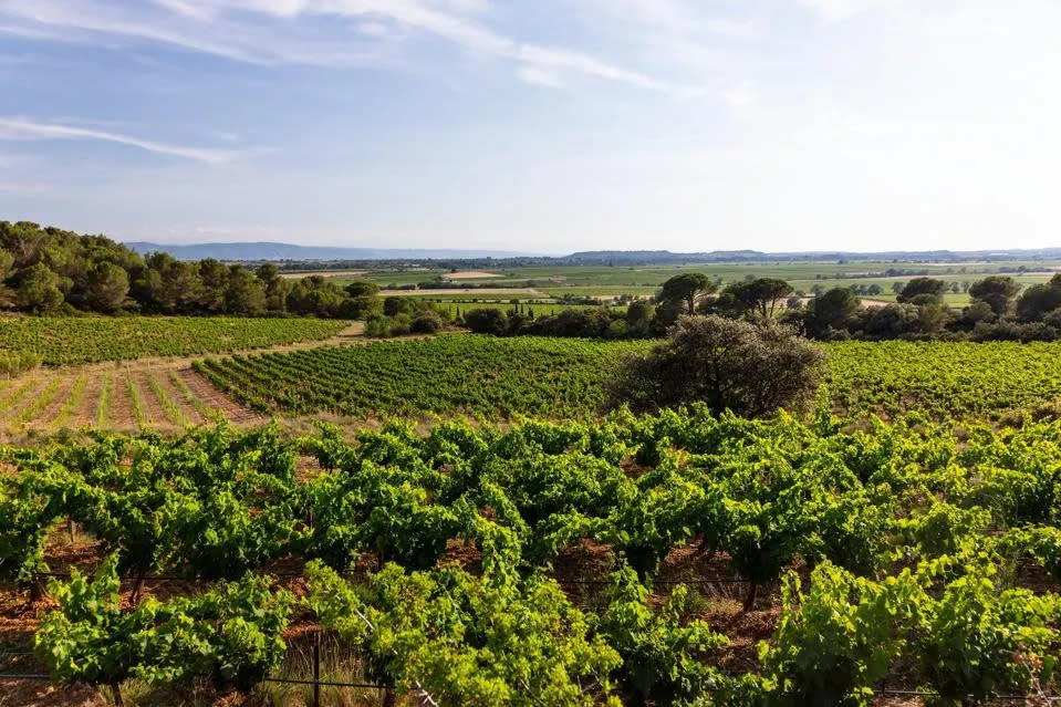 Bodegas, Cambio climático, Energías Renovables