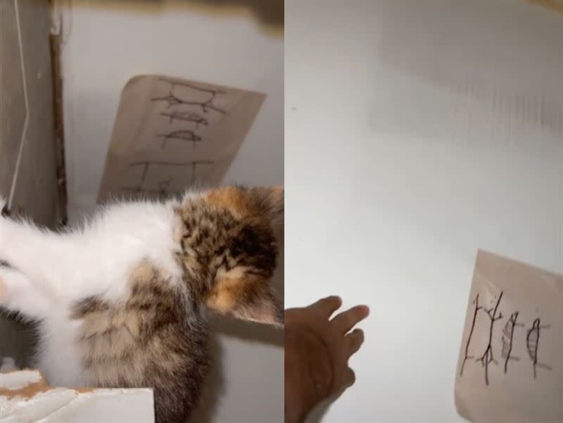 安潔莉卡發現貓咪緊盯著中內一張紙看。（圖／翻攝自安潔莉卡抖音）