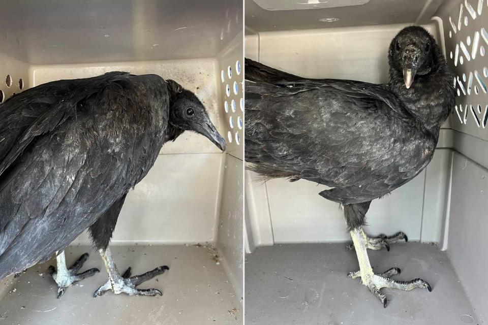 <p>A Place Called Hope</p> A pair of vultures in Connecticut that were found to be intoxicated