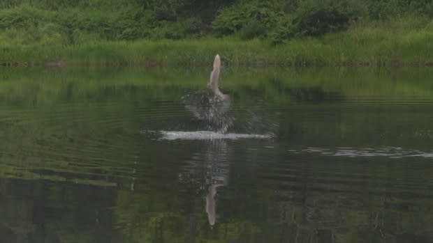 St. Mary's River Association