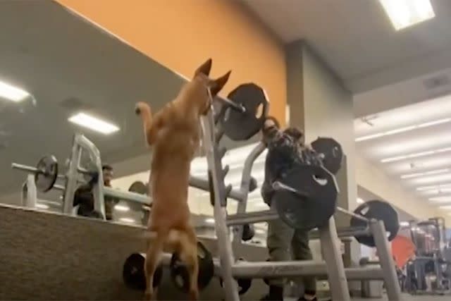 <p>swns</p> Dr. Evan Strahl’s dog, Dooma, mimics his squats