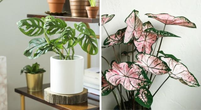 Grandes plantes d'intérieur : 15 variétés à découvrir