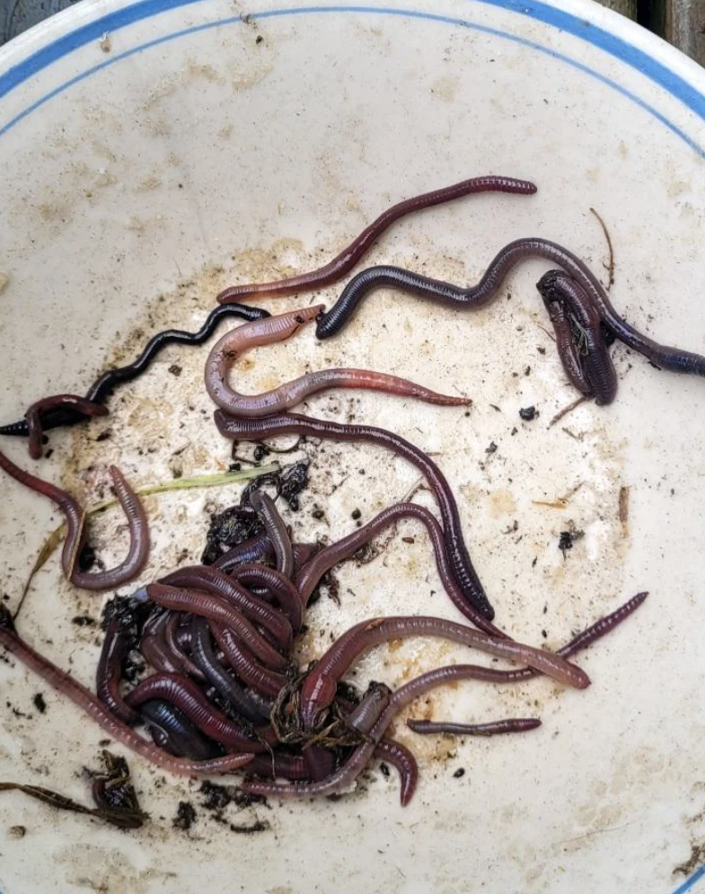 Close-up of compost worms and earthworms on a plate with a Reddit post discussing worm identification