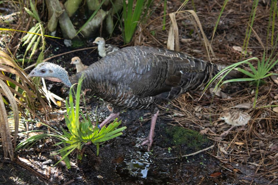 Giblet hatched three Osceola turkey chicks on Sept. 9 and 10.