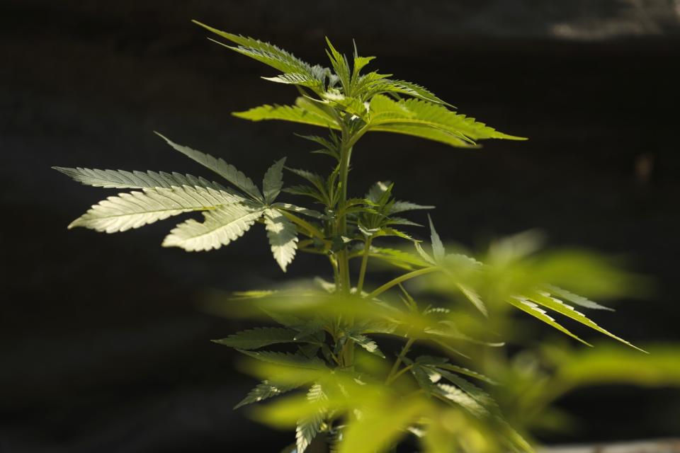 Young cannabis plants grow in the greenhouse at Huckleberry Hill Farms in Garberville.