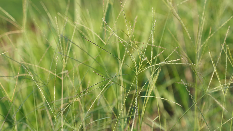 Hairy grassweed