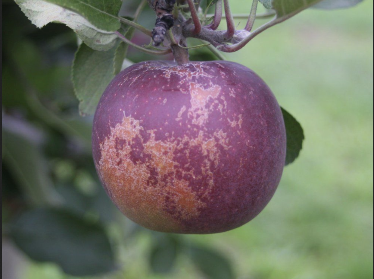 an arkansas black apple hanging on the treet