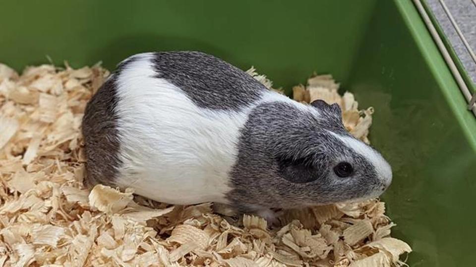 The Charlotte-Mecklenburg Police Animal Care and Control shelter had a run on guinea pigs over the past two months. Six of them should be available soon.