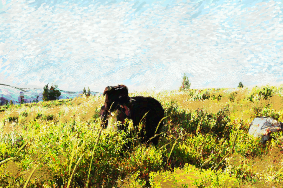 A sheepdog pants on a hot afternoon after finishing herding work for the day.