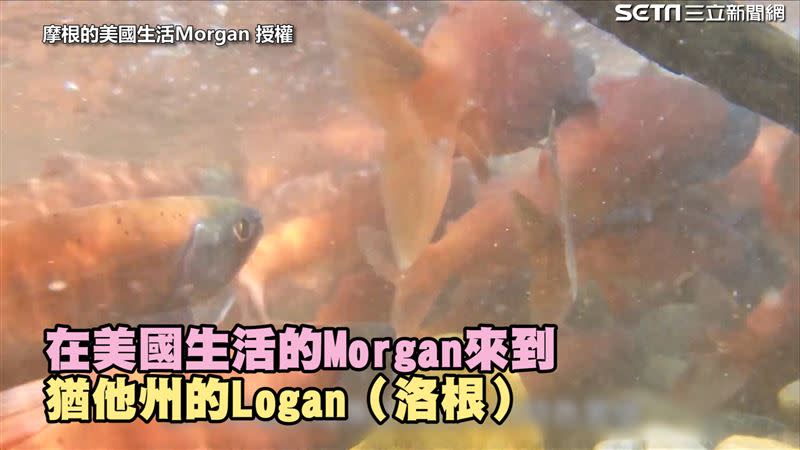 來看看鮭魚迴流實錄！（圖／摩根的美國生活Morgan授權）