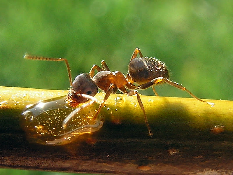 Worker – black garden ant (<em>Lasius Nige</em>r)