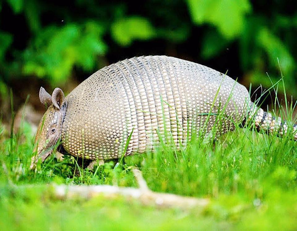 The nine-banded armadillo has also been reported in several Midwest states, including Missouri and Indiana.