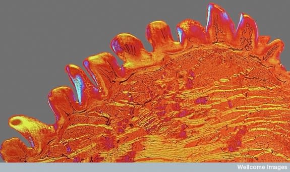 Polarized light micrograph of a cross-section of a cat tongue.