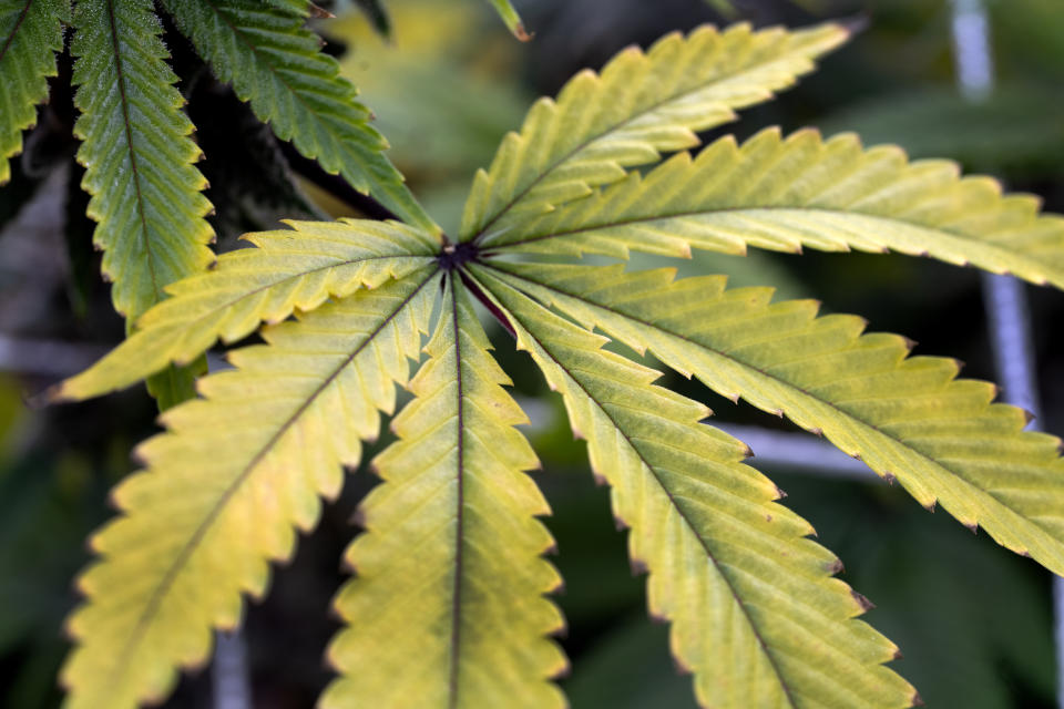 In this Friday, May 8, 2020 photo shows a mature marijuana plant flowering prior to harvest under artificial lights at Loving Kindness Farms in Los Angeles. (AP Photo/Richard Vogel)